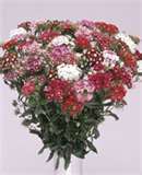 GAROFANO F.1 HYB.HOLLANDIA MISCUGLIO 1000 SEMI - Foto 2